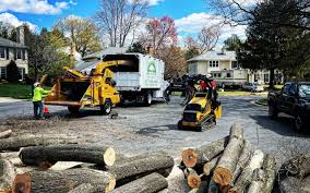 Best Tree Mulching  in Brandywine, MD