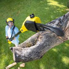 Best Commercial Tree Services  in Brandywine, MD