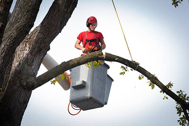 Best Tree Trimming and Pruning  in Brandywine, MD